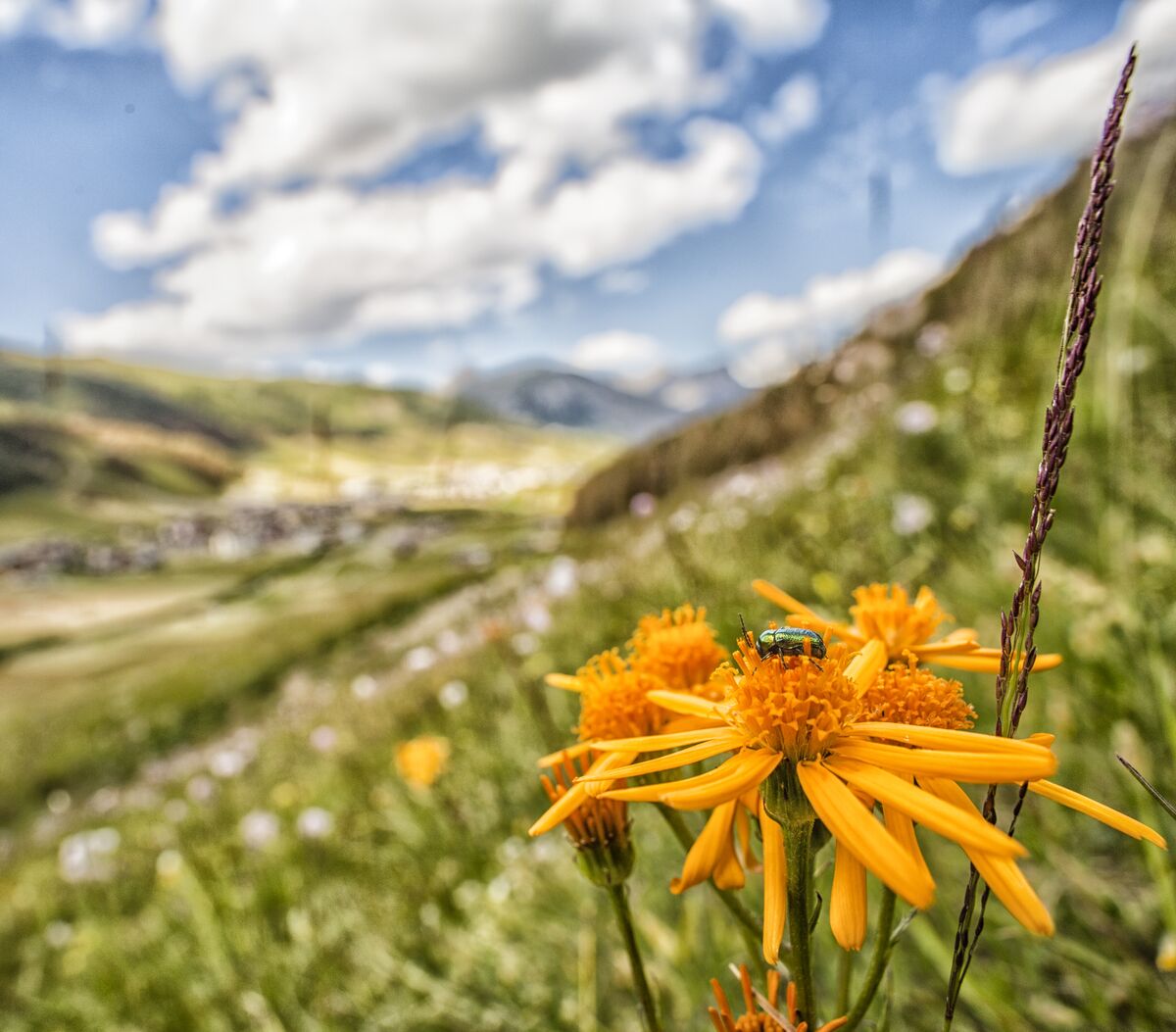 Fiori di arnica con insetto nei prati alpini intorno a Livigno