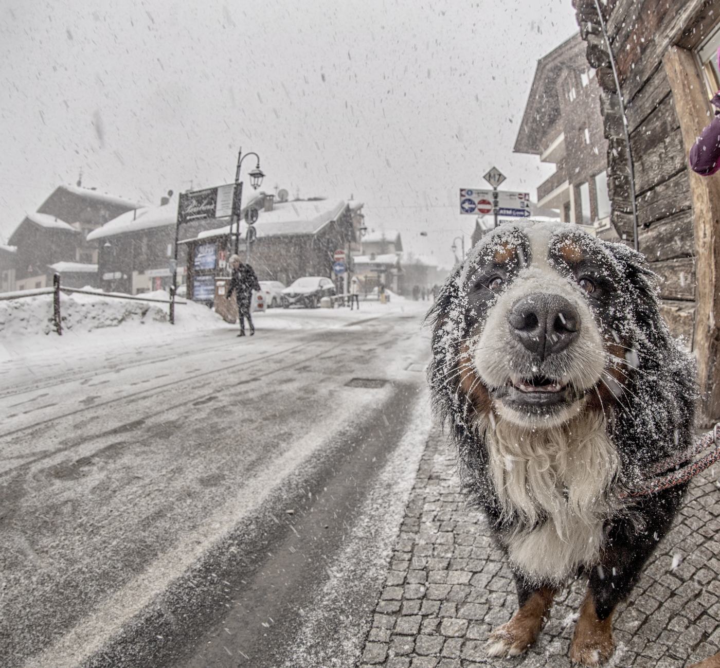 Cane di razza bovaro del bernese coperto di neve per le vie di Livigno