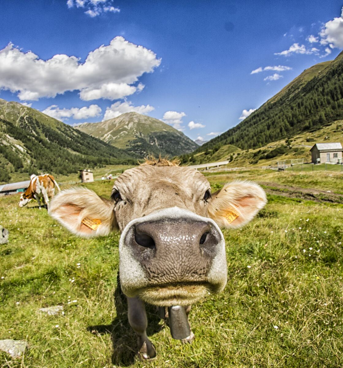 Mucca al pascolo negli alpeggi intorno a Livigno